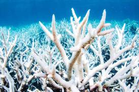 Aumento de temperatura en océanos está provocando blanqueo de los corales