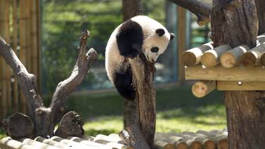 China ofrece dos osos panda a Finlandia como regalo