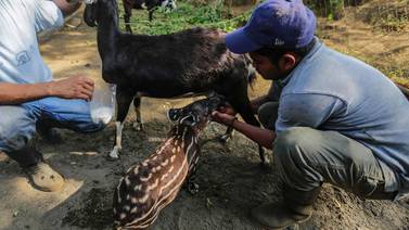 Zoológico de Nicaragua enfrenta problemas para proteger animales por falta de presupuesto