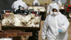 ONU confirma hallazgo de nueva  cepa de gripe aviaria