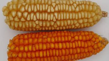País posterga decisión sobre cultivo de maíz transgénico