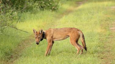 Coyotes de Guanacaste ayudarían a explicar la expansión de estos animales a zonas urbanas y otros países