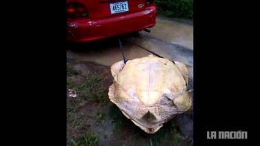 Sospechoso de maltrato a tortuga marina declaró ante tribunales