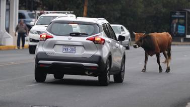 Chocar contra una vaca: un accidente de tránsito complicado