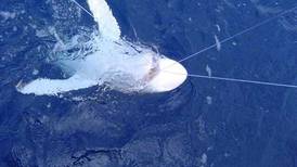 Sector ambiental propone ajustes para mejorar trazabilidad en pesca de tiburón
