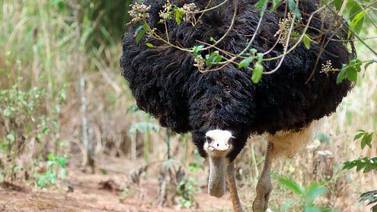 Cuba apuesta a la cría de avestruces