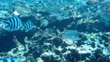 "Querida, encogí a los peces": estudio alerta de impacto de cambio climático