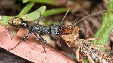 Hormigas usan luz  solar para ubicarse y regresar a ‘casa’