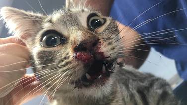 Gato con anzuelos en el hocico se recupera luego de operación