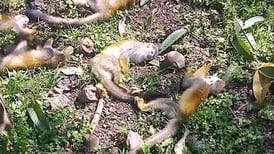 12 monos tití mueren electrocutados en Quepos