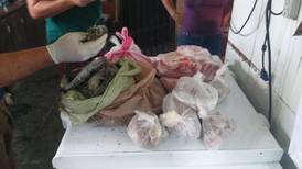 Decomisados 11 kilos de carne de tepezcuintle  en un  operativo cerca de la frontera con Nicaragua