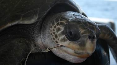 Pescadores ticos se vuelven mejores ‘ángeles’ de tortugas atrapadas en anzuelos