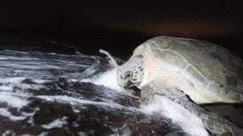 Seis individuos detenidos cuando arponeaban tortugas en zona silvestre protegida