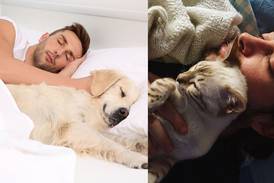 Dormir con perros y gatos: Lo que debe saber según los especialistas
