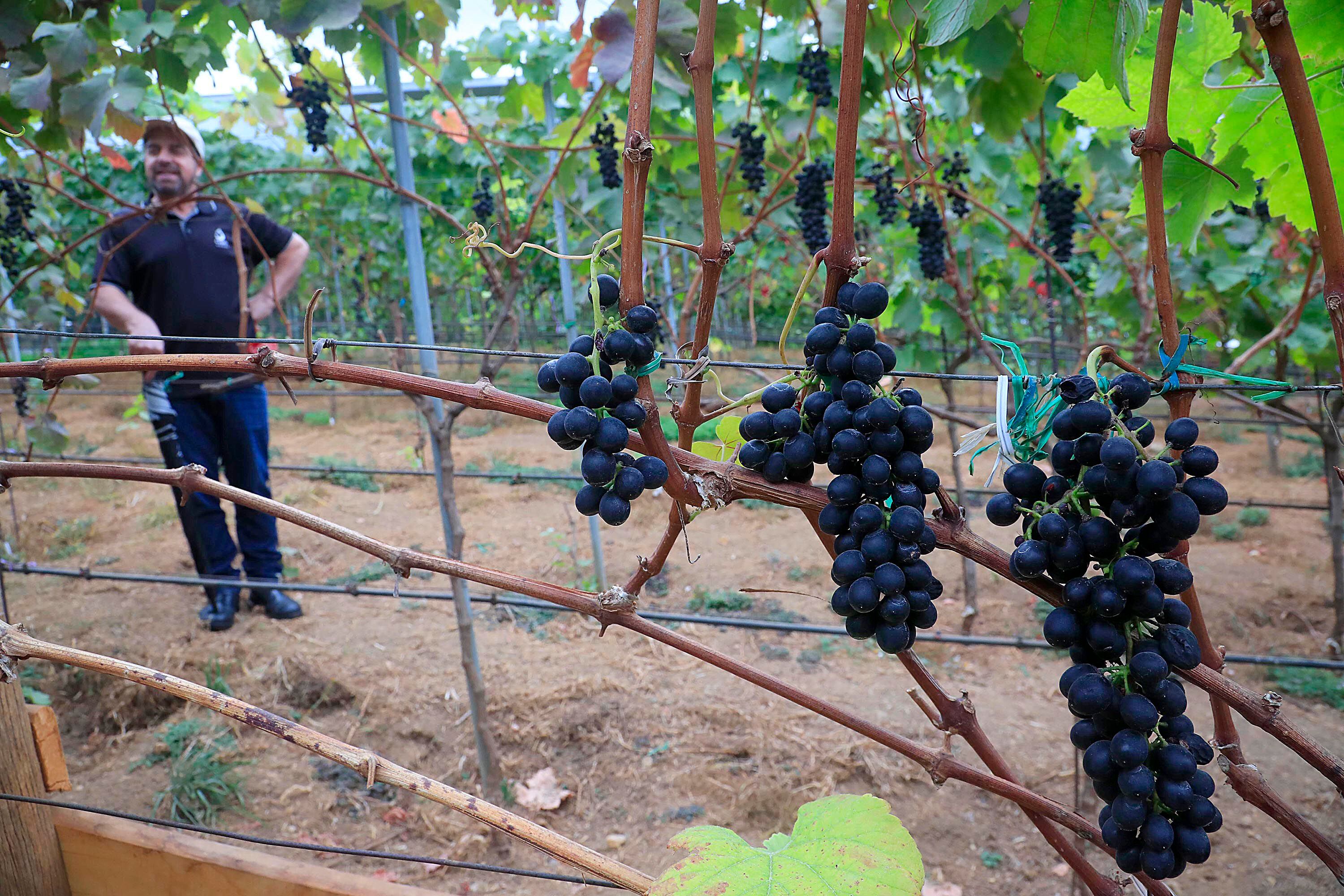 Viñedo en Copey de Dota tardó 12 años en adaptar cultivo de uvas en Costa Rica