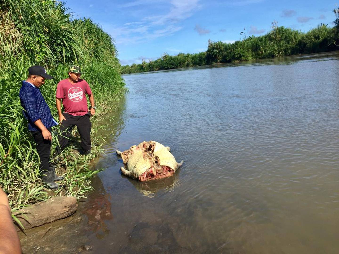 Los restos del animal sacrificado, que se presume atacó  y devoró al menor, fueron lanzados al río, una vez que se extrajeron huesos de su sistema digestivo. Foto: Raúl Cascante.