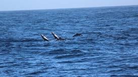 Reportan dos especies de ballenas y cinco de delfines en el Domo Costa Rica