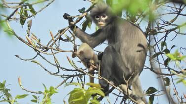 Científicos descubren una nueva especie de primate en Birmania