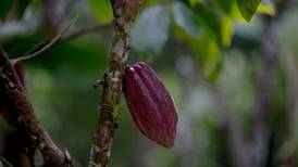 Las madres del cacao, otro ‘oro negro’ en Venezuela
