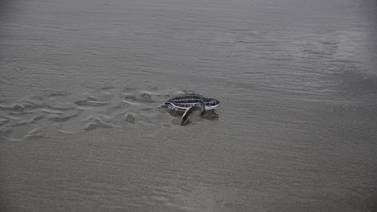 140 tortugas baula emprendieron su camino hacia el mar