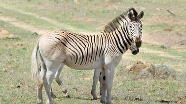En Sudáfrica reaparece animal: el 'quagga'