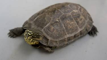 Los embriones de tortuga participan en elección de su sexo