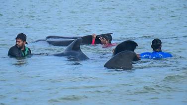 Exitoso rescate en Sri Lanka permite a 11 ballenas volver al mar