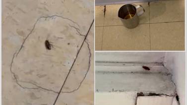Cucarachas sorprenden a enfermo de leucemia en cuarto de Hospital México