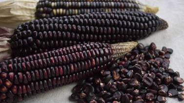 Proyecto de la UCR busca que el maíz morado regrese a la mesa de los ticos 