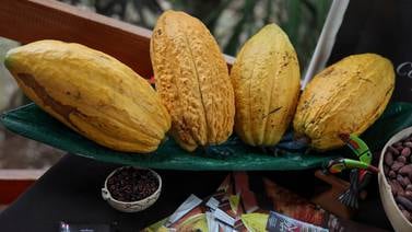 Gobierno plantea mitigar pobreza en zona norte con estímulo a la siembra de cacao