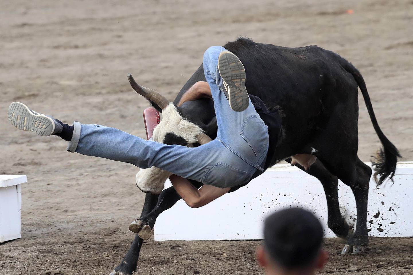 26/12/2023    Zapote. Las emociones volvieron a aparecer, este martes por la tarde, en el Redondel de Zapote con las tradicionales corridas de toros, especialmente con la participación de los toreros improvisados.