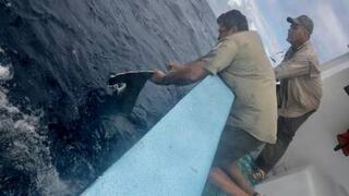 Vigías de la Isla del Coco liberan seis tiburones