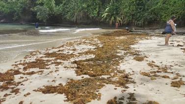 Sargazo comienza a acumularse en playas del Caribe sur