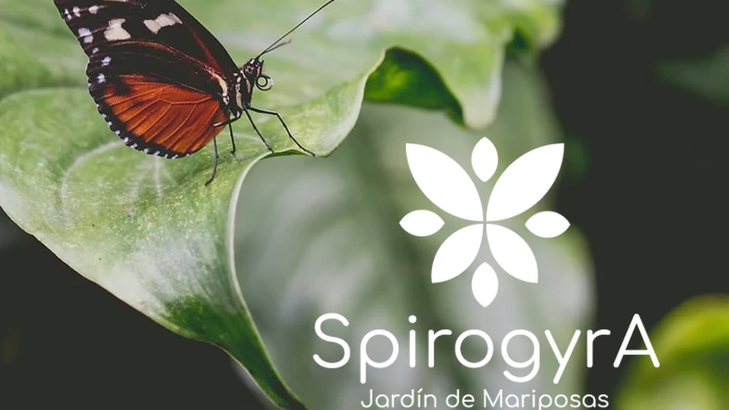 El jardín de mariposas Spirogyra se ubica a tan solo 10 minutos caminando desde el centro de San José.