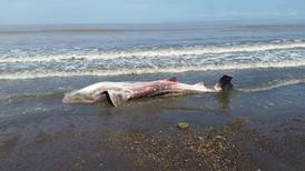 Vecinos hallan a tiburón ballena muerto en playa de Garabito