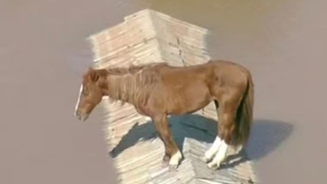 El caballo que quedó atrapado en el techo de una casa en Brasil debido a las inundaciones fue rescatado en la mañana de este jueves 9 de mayo.