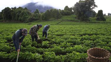 Grupos agrícolas acuerpan proteccionismo a la producción