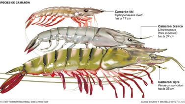 Especie invasora de camarón ya está presente en Costa Rica