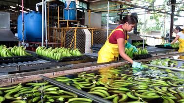 Pacto Verde Europeo desafía acceso del agro costarricense a uno de sus mercados más importantes
