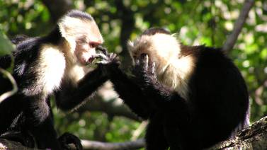 Monas capuchinas viven más si tienen amigas de su especie, según estudio hecho en Costa Rica