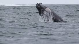 Turismo de observación de ballenas se triplicó 