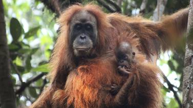 Científicos descubren una nueva especie de orangután en Indonesia