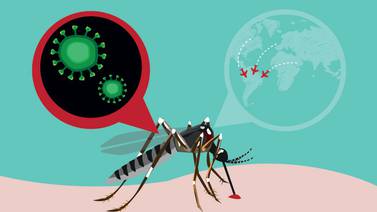 8 puntos para entender cómo se comporta el zika