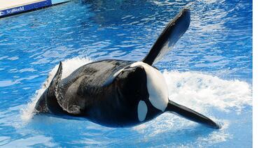 Orca que inspiró documental 'Blackfish' murió en Florida