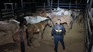 Cuatreros intentaron introducir 21 caballos en pésimas condiciones de salud desde Nicaragua