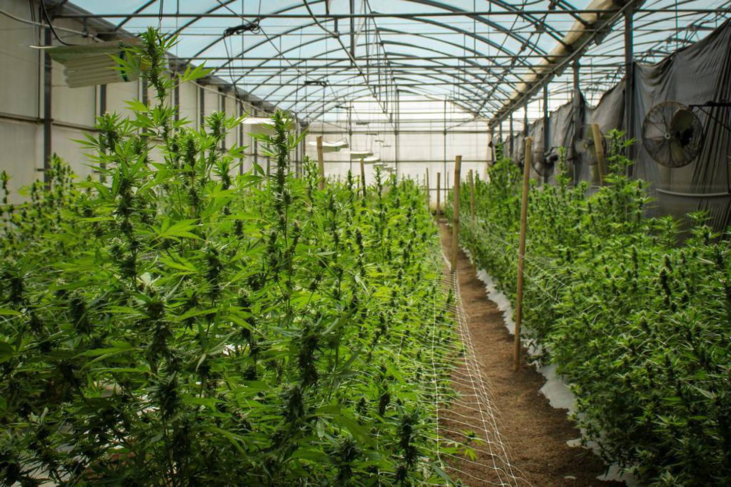 Las plantas de Cannabis pueden crecer hasta el tamaño de un arbusto, en su corto ciclo de tres y medio a cuatro meses. Necesitan al menos 17 horas de luz blanca al día, por lo cual se les aportar una parte de manera artificial. Foto: Cortesía INTA.