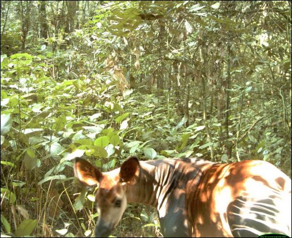 Primeras imágenes del Okapi en estado salvaje - La Nación