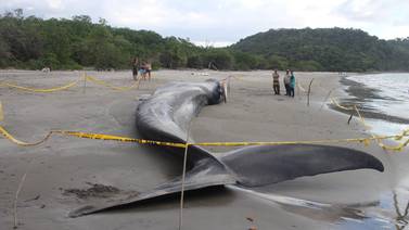 Científicos investigan muerte de ballena azul que encalló en playa Cabuyal