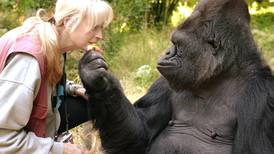 Koko, la gorila que hablaba en señas, fallece a los 46 años