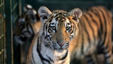 Tres tigres rescatados en Líbano comienzan una nueva vida en Francia